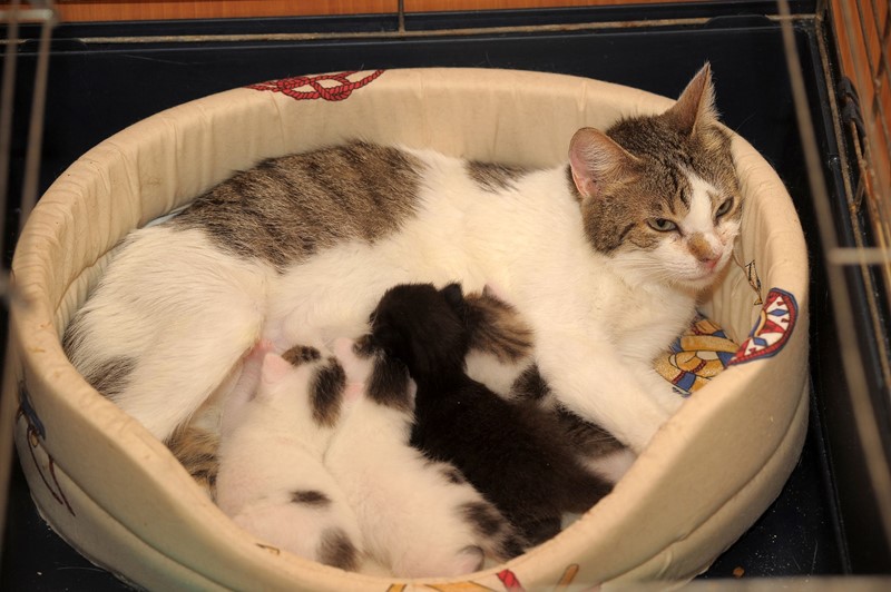 Bedrijfsmatig katten fokken in huurappartement niet toegestaan
